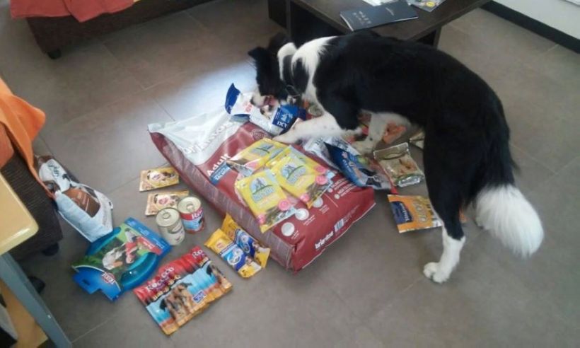 Dog searching his food parcel
